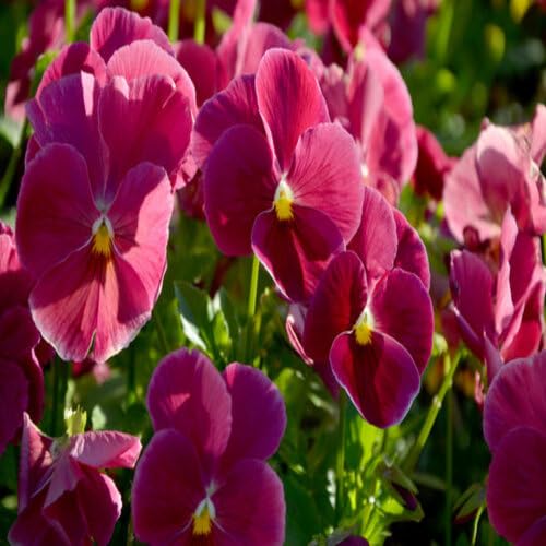 pink giant flower seeds