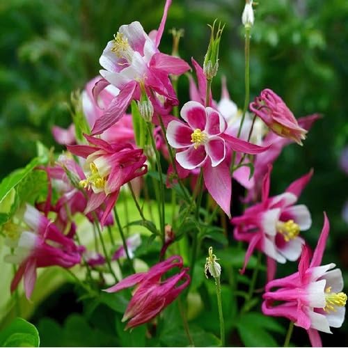pink white flower seeds