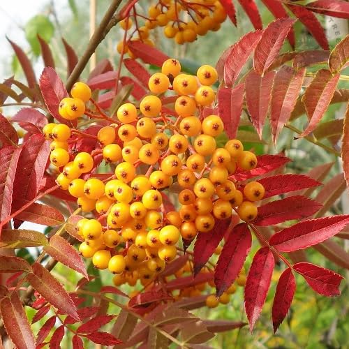 Gelbe Eberesche Sorbus Aucuparia Samen, alte Sorte, gentechnikfrei, hohe Keimrate, Bio-Gartensamen zum Pflanzen