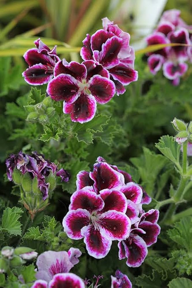Maroon Pink Geranium Flower Seeds – Heirloom, Non-GMO, High Germination Seeds