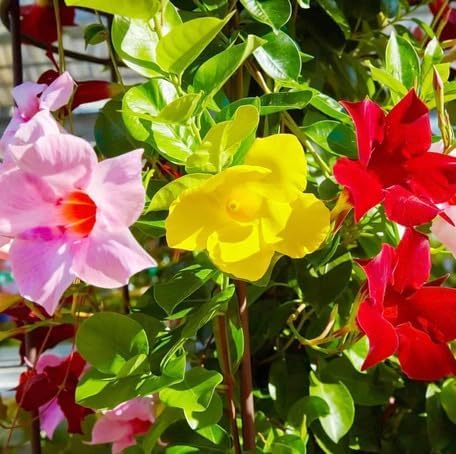 Mixed Dipladenia Sanderi Flower Seeds – Heirloom Non-GMO High Germination Seeds
