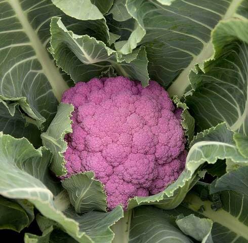 Purple Broccoli Seeds – Heirloom, Non-GMO, High Germination Organic Garden Seeds Planting