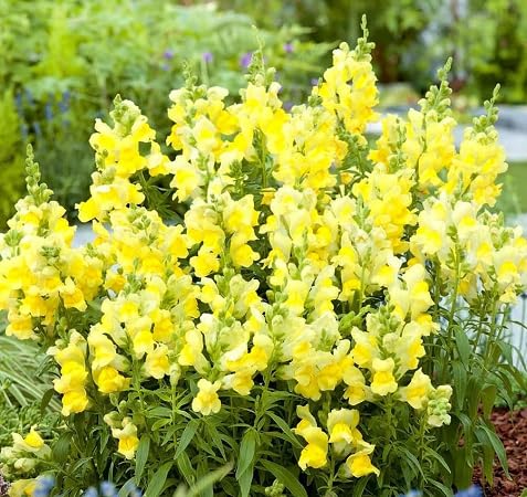 Yellow Antirrhinum Majus Flower Seeds for Planting – Heirloom, Non-GMO, High Germination Organic Garden Seeds