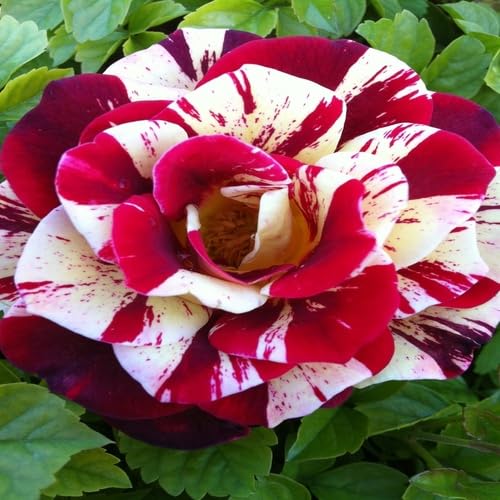 Red White Rose Flower Seeds – Heirloom, Non-GMO, High Germination Organic Garden Seeds for Planting