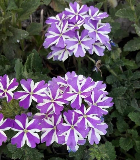 Purple White Verbena Flower Seeds – Heirloom Non-GMO High Germination Organic Garden Seeds