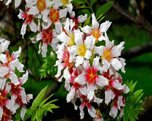 Pink Xanthoceras Flower Seeds for Planting Heirloom Non-GMO High Germination Organic Garden Seeds