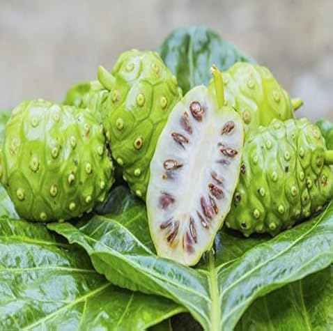 Noni Seeds – Heirloom, Non-GMO, High Germination Organic Garden Seeds