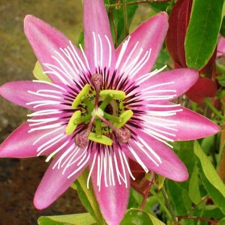 Semillas de Flor de la Pasión Ps Rosadas – Variedad Antigua, No OGM, Semillas Orgánicas de Alta Germinación para Siembra en Jardín