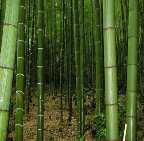 black bamboo flower seeds