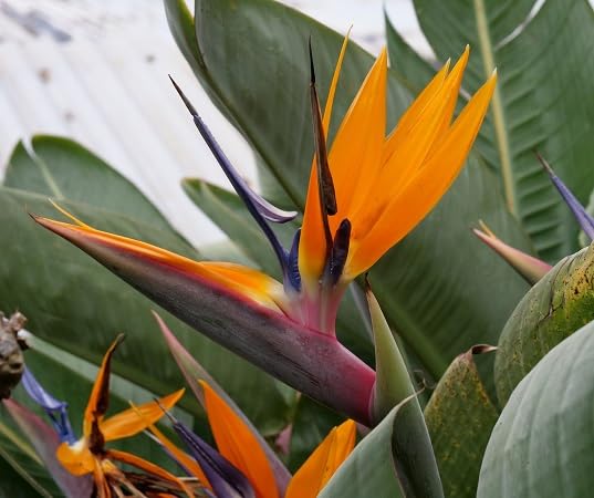 Strelitzia Blumensamen – Alte Sorte, gentechnikfrei, keimstark, Bio-Gartensamen