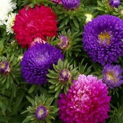 double aster flower seeds