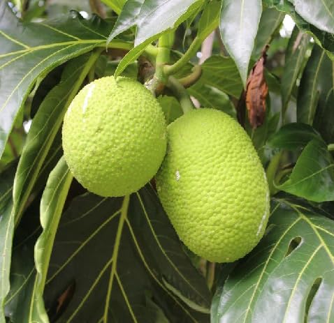 Breadfruit Seeds – Heirloom, Non-GMO, High Germination Organic Garden Seeds