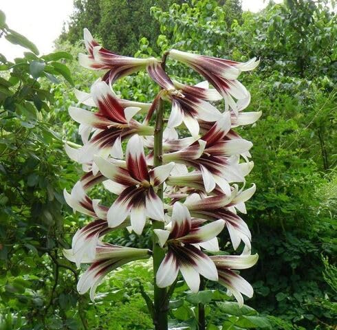 White Red Cardiocrinum Flower Seeds – Heirloom, Non-GMO, High Germination Organic Garden Seeds for Planting