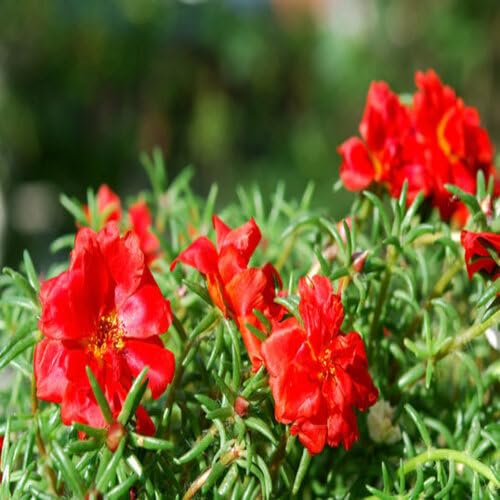 Red Portulaca Flower Seeds – Heirloom Non-GMO High Germination Organic Garden