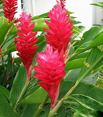 Curcuma Flower Seeds Red – Heirloom Non-GMO High Germination Garden Seeds