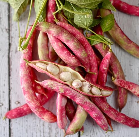 Red Beans Seeds – Heirloom, Non-GMO, High Germination Organic Garden Seeds Planting