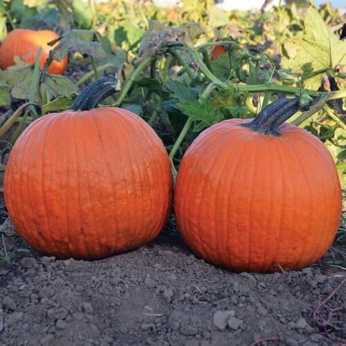 Orange Pumpkin Seeds – Heirloom, Non-GMO, High Germination Organic Garden Seeds Planting