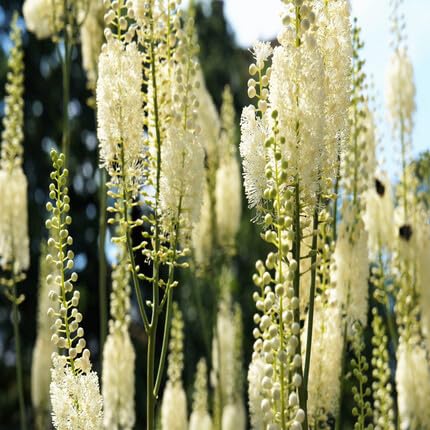 white cohosh flower seeds