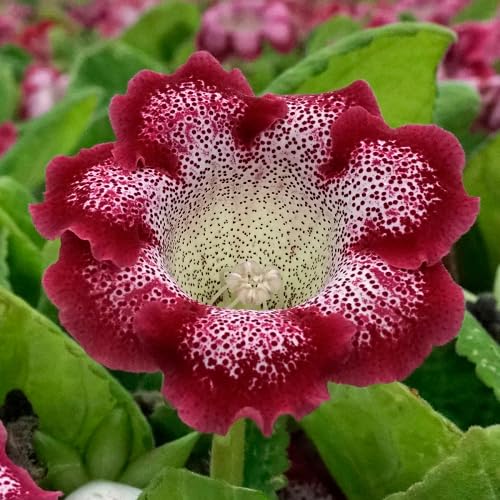 marron gloxinia flower seeds
