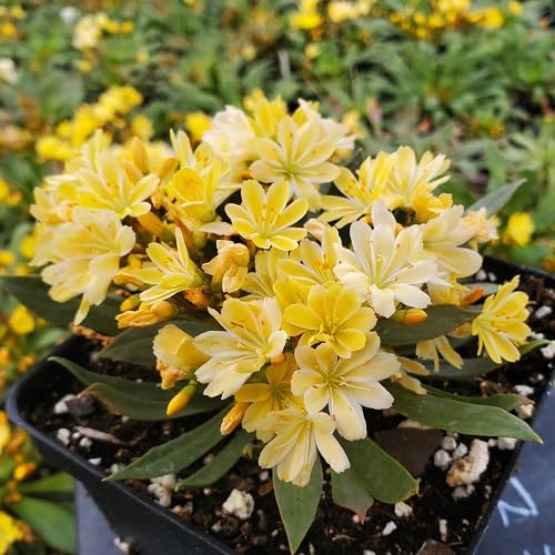 Yellow Lewisia Flower Seeds – Heirloom Non-GMO High Germination Organic Garden Seeds