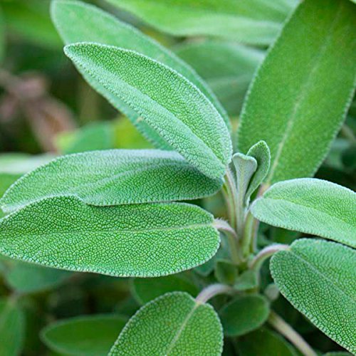 Green Sage Seeds for Planting – Heirloom Non-GMO, High Germination Organic Garden Seeds