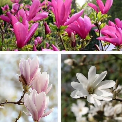 Magnolia Flower Seeds Mixed – Heirloom Non-GMO High Germination