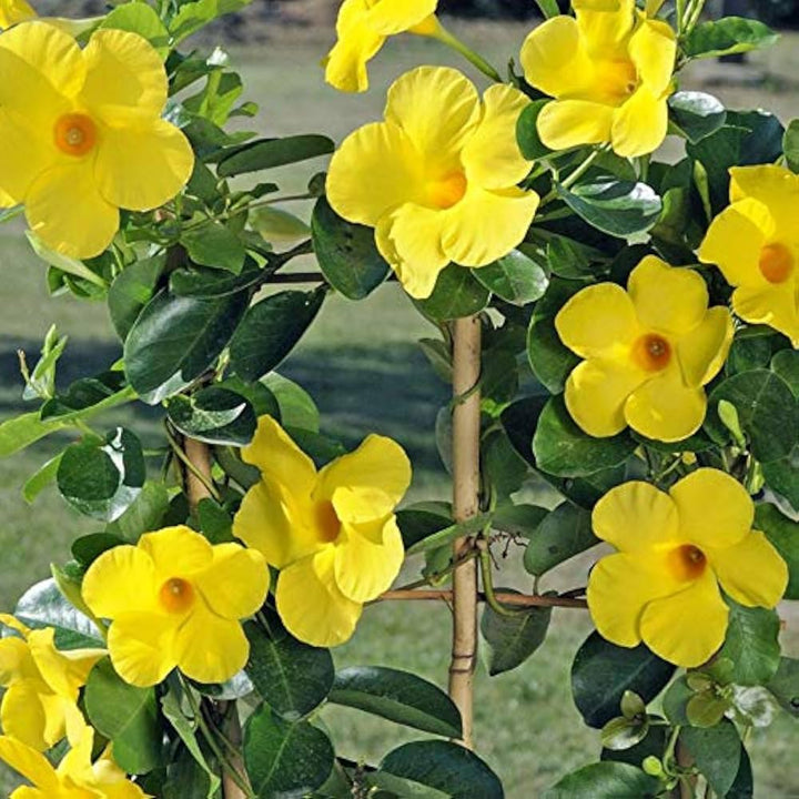 Yellow Mandevilla Flower Seeds – Heirloom, Non-GMO, High Germination Seeds