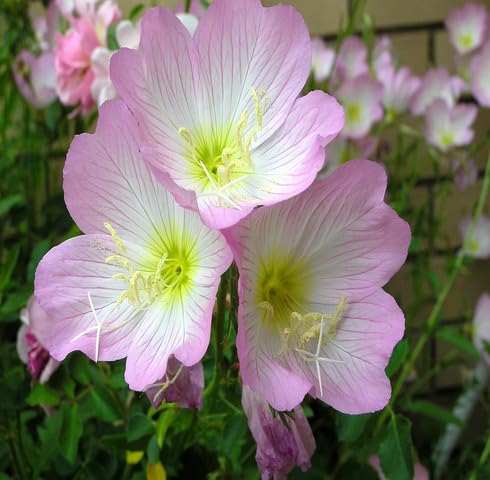 Pink Oenothera Rosea Flower Seeds for Planting – Heirloom Non-GMO High Germination Organic Garden Seeds