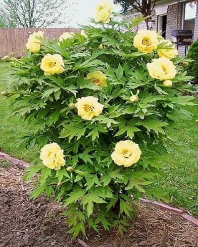 Gelbe Kletterpfingstrosen Samen – Erbstück, gentechnikfrei, keimstark, biologische Gartensamen zum Pflanzen