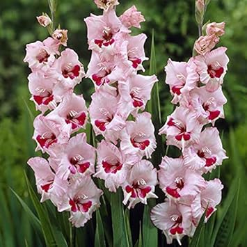 gladiolusflowerheirloomnongmo flower seeds