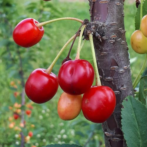 Red Sour Cherry Seeds – Heirloom, Non-GMO, High Germination Organic Garden Seeds