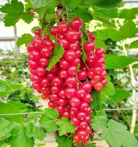 Red Grosella Fruits Seeds – Heirloom Non-GMO High Germination Organic Garden Seeds for Planting