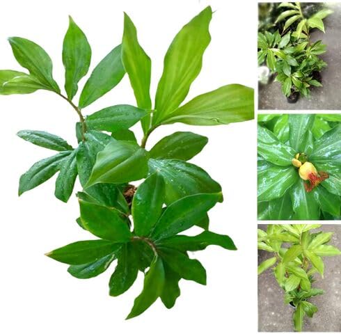 greeninsulinheirloomnongmo flower seeds