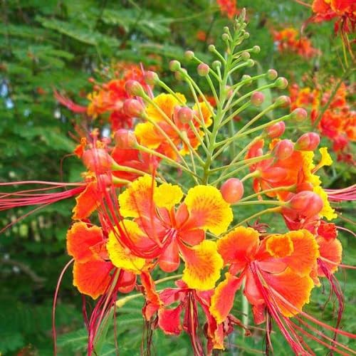 red yellow flower seeds
