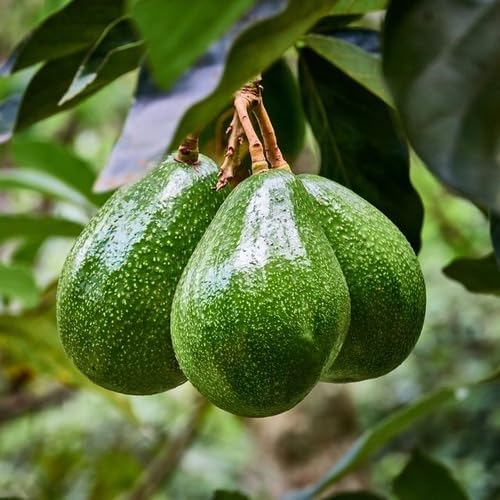 Green Avocado Seeds – Heirloom, Non-GMO, High Germination Organic Garden Seeds
