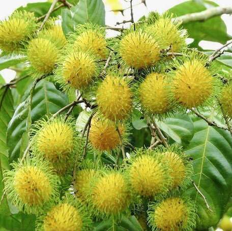 Yellow Rambutan Seeds – Heirloom, Non-GMO, High Germination Organic Garden Seeds