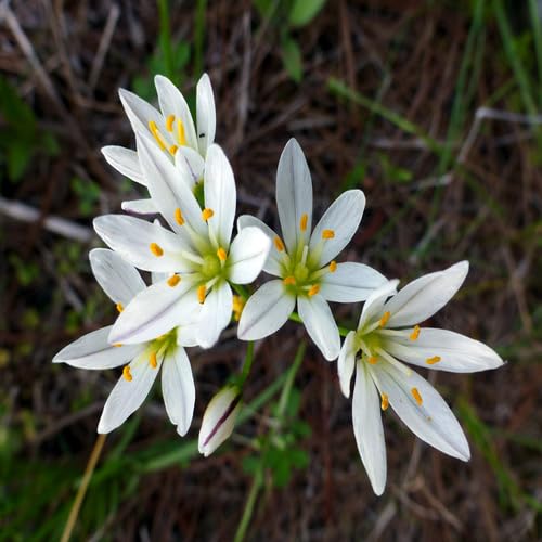 White Nothoscordum Flower Seeds – Heirloom, Non-GMO, High Germination Organic Garden Seeds for Planting