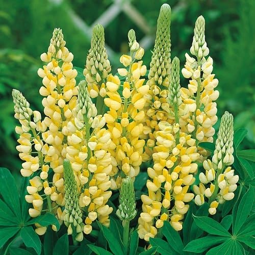 Lupine Flower Seeds – Heirloom, Non-GMO, High Germination Organic Garden Seeds for Planting