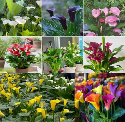 mixed calla flower seeds