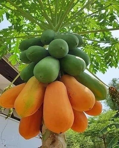 Orange Papaya Fruits Seeds – Heirloom, Non-GMO, High Germination Organic Garden Seeds