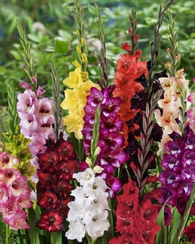 Hollyhock Flower Seeds – Heirloom, Non-GMO, High Germination Organic Garden Seeds for Planting