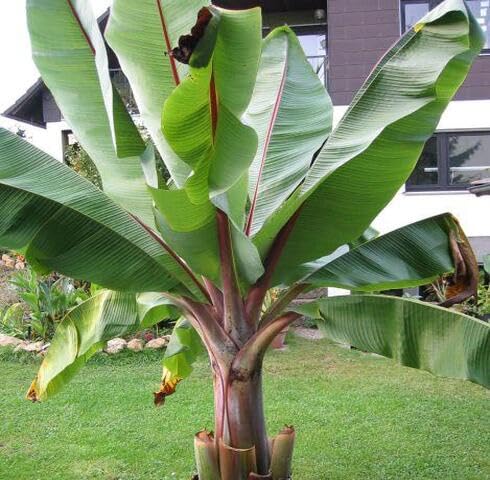 Semillas de plátano verde – Reliquia, sin OMG, alta germinación, semillas de jardín orgánicas