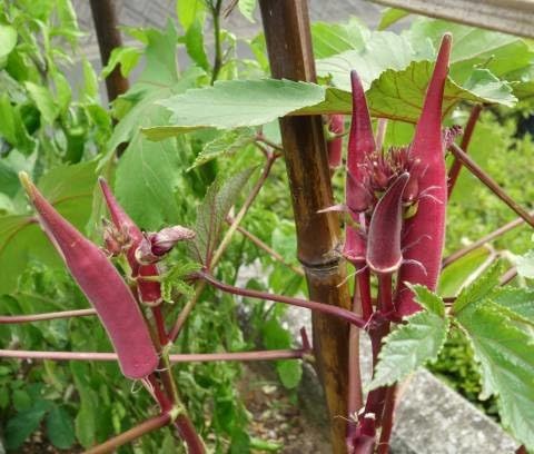Okra Seeds – Heirloom, Non-GMO, High Germination Organic Garden Seeds Planting