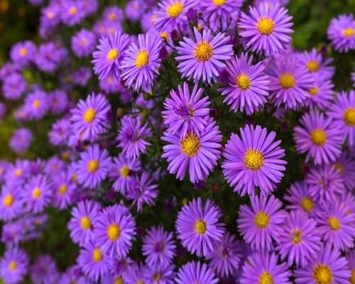 aster flower perennial heirloom non-gmo seeds