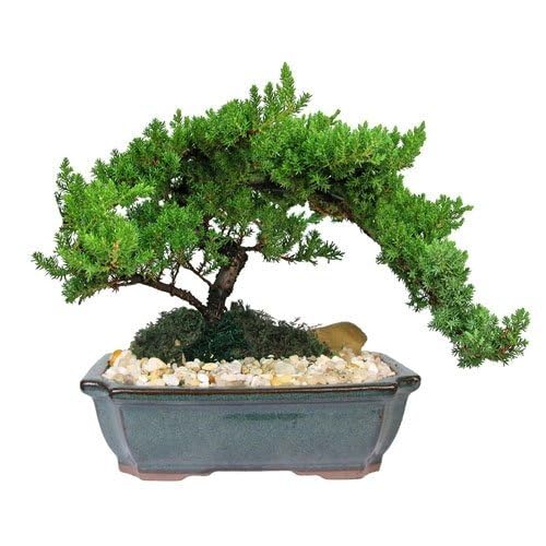 green juniper flower seeds