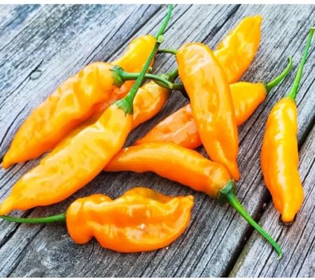 Pepper Seeds – Heirloom, Non-GMO, High Germination Organic Garden Seeds Planting