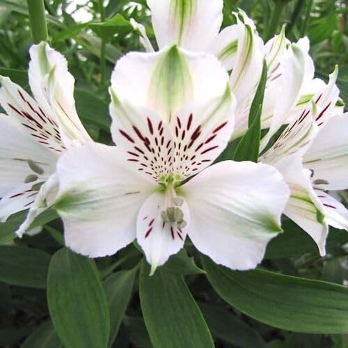 White Alstroemeria Flower Seeds Heirloom Non-GMO High Germination Organic Garden Seeds