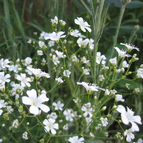 white gypsophila flower seeds