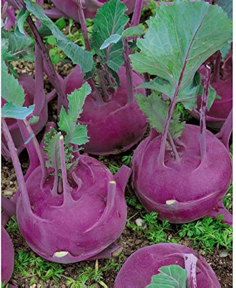 Purple Kohlrabi Seeds for Planting – Heirloom Non-GMO Organic Vegetable Seeds, High Germination Garden Seeds