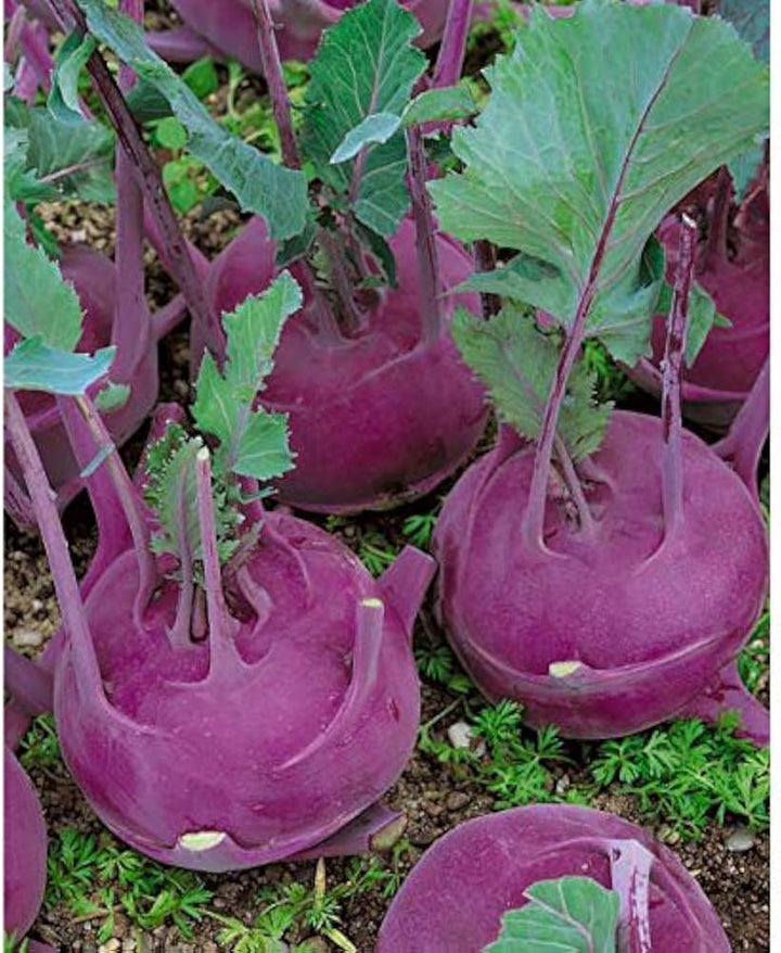 Purple Kohlrabi Seeds for Planting – Heirloom Non-GMO Organic Vegetable Seeds, High Germination Garden Seeds